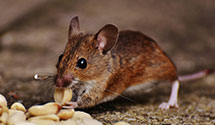 24 Hour & Emergency Exterminators in Bullock, NC